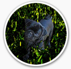You're Not Alone Black Pug Option